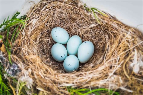 photo gallery  wild bird nests  eggs