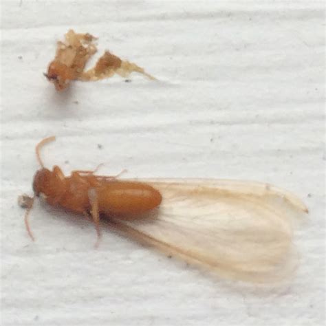 hidden cost  neglecting  termite inspection spears pest control