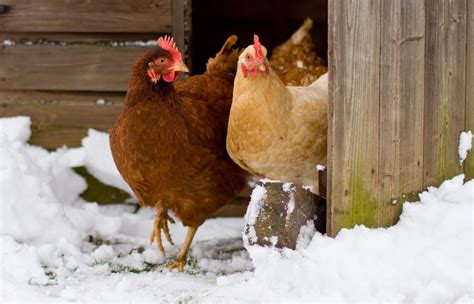 caring   chickens   winter sadie girl farm