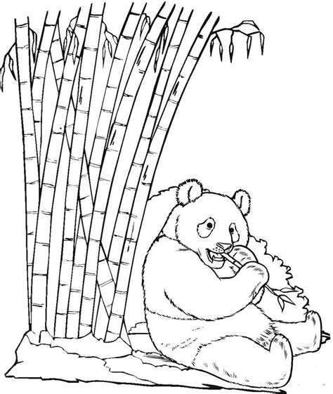 panda sitting  eating bamboo coloring page mitraland