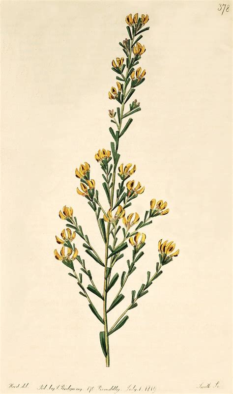 Inspiration Vintage Botanical Illustrations