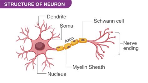 parts   motor neuron