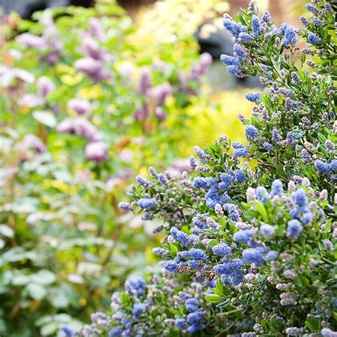 Flowering Shrubs Better Homes And Gardens