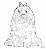 Tzu Shih Coloring Pages Getcolorings Color Printable sketch template