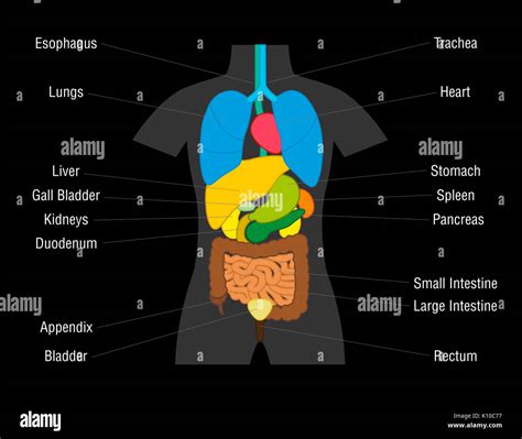 innere organe diagramm schematische darstellung mit farbigen organe und deren namen