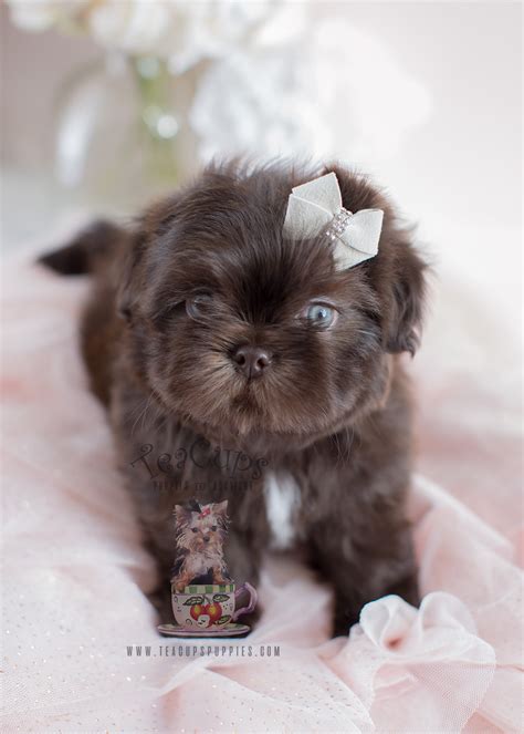 adorable little shih tzu puppies for sale teacup puppies