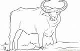 Buffalo Coloring Water Pages Domestic Asian Coloringpages101 sketch template