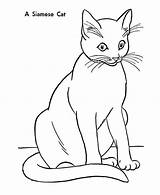 Cat Coloring Siamese Pages Drawing Cats Kids Line Cartoon Color Gato Designlooter Quality High Warrior Getdrawings Visit Animal sketch template