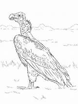 Coloring Pages Vulture Birds Printable Vultures sketch template