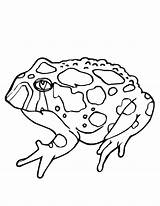 Toad Coloring Pages Printable Kids Brown Outline Built California Usa sketch template