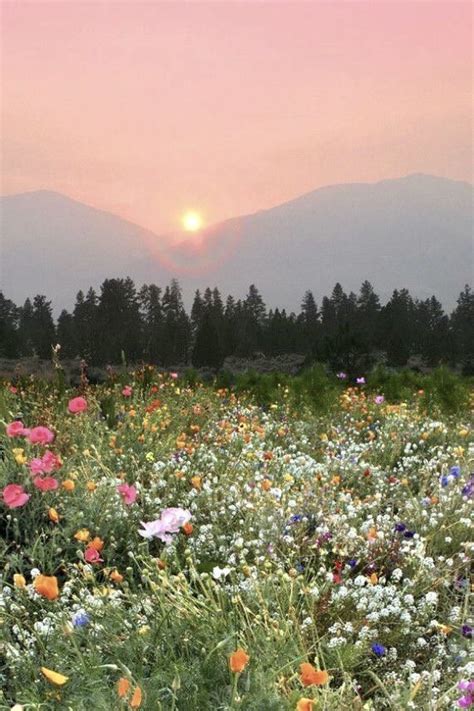 sunset moments and wild flower fields wild flower field spring