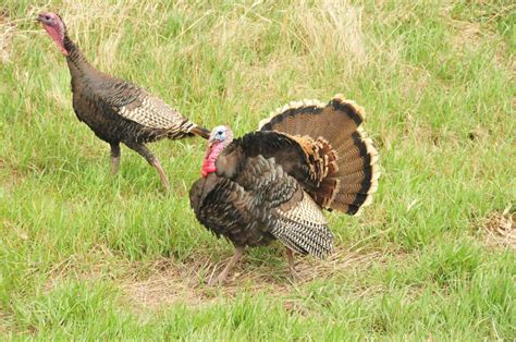 Double Gobble The Tale Of Montana S Two Types Of Turkeys Natural