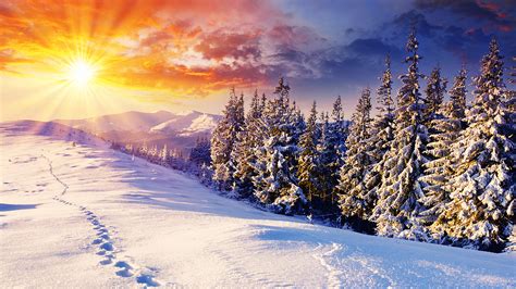 paysage dhiver merveilleux hiver neige pins la foret de pins le soleil le ciel