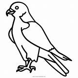 Falcon Peregrine Beak Clipartkey Transprent Fly Harvey Beaks sketch template