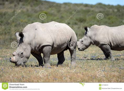 rhino stock photo image  landmark landscape herbivore