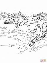 Crocodile Colorare Coccodrillo Disegno Nile Fiume Coloriage Alligator Supercoloring Crocodiles sketch template