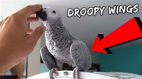 parrot  starting  bite  vlog  youtube