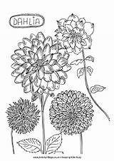 Coloring Colouring Pages Dahlia Flower Dalia Flowers Drawing Hollyhocks Activityvillage Doodle Adult Nature Doodles Blank Da Summer Print Tattoo 03kb sketch template
