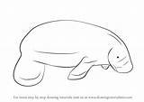Draw Drawing Manatees Step Animals sketch template