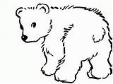 Polar Sleeping Coloringhome Everfreecoloring Grizzly Cliparts sketch template