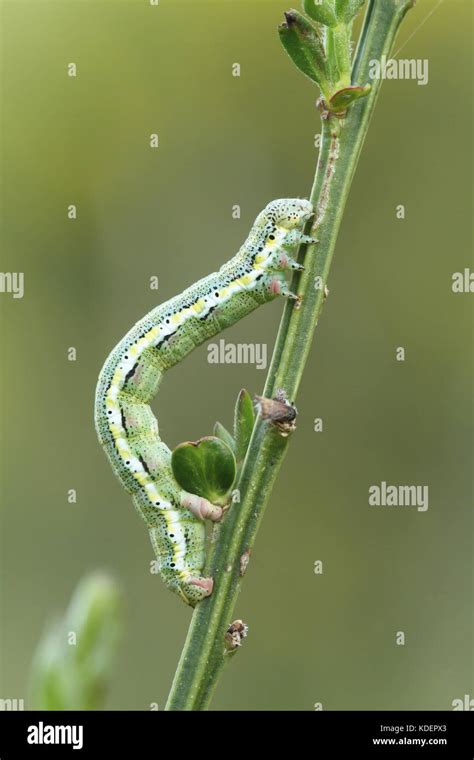noctuid caterpillar stock photo alamy