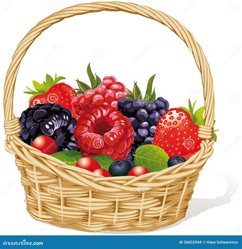 basket   berries stock images image