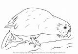 Kakapo Draw Drawing Step Parrots Tutorials Drawingtutorials101 sketch template