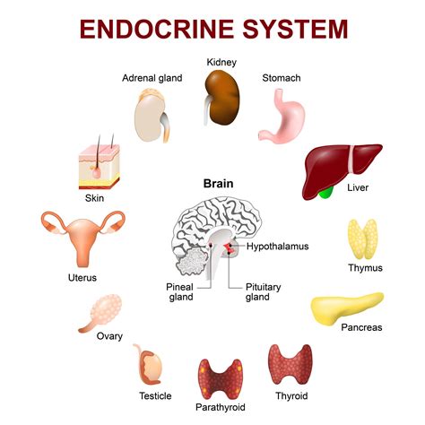 balance  endocrine system  pemf therapy pemf therapy education