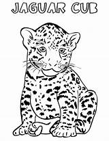Jaguar Cub Cheetah Getdrawings sketch template