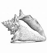 Stippling Conch sketch template