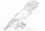 Cockatoo Coloring Crested Sulphur Pages Printable Galah Designlooter Cockatoos Drawings 29kb 333px Categories sketch template