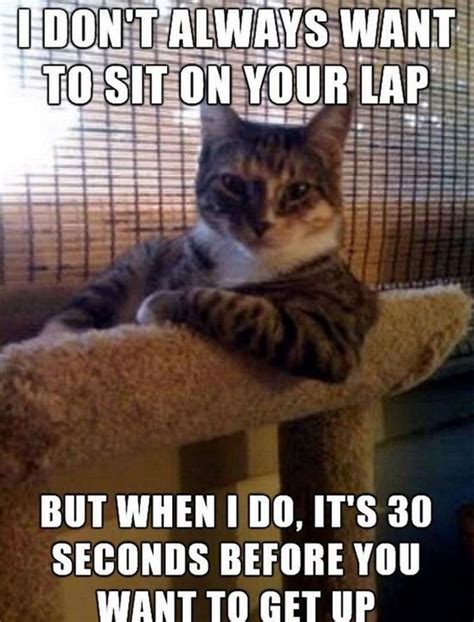 funny cat memes that every cat owner will relate to