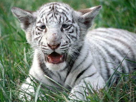 baby white tiger baby tiger cub   bangalore safari pa