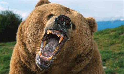 How To Survive A Bear Encounter And What To Do If It All Goes Wrong