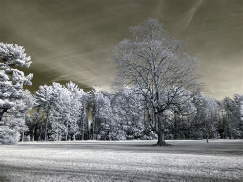 free images tree nature branch snow winter sunlight morning