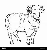 Pecore Sheep Disegna Fattoria Stile Grafico Testo Istruzione Vettoriale Schizzo sketch template