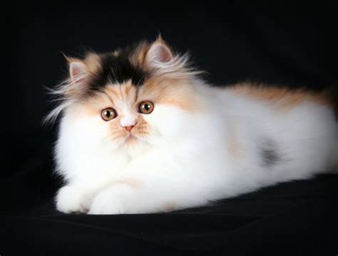 calico persian kittens calico persian cats calico cats calico