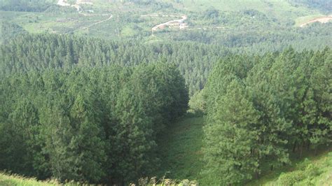 filepine tree forest jpg wikimedia commons