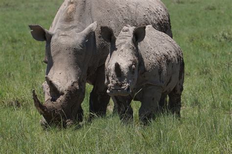 khama rhino sanctuary duo website