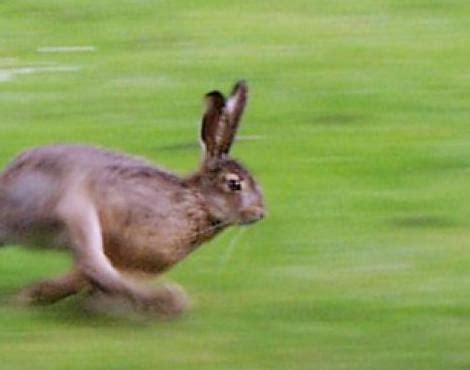 liebre lepus europaeus animales zooz wiki