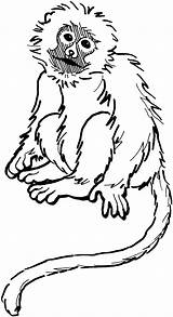 Coloring Capuchin Monkey Clipart 1510 99kb sketch template