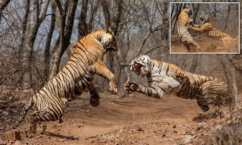 video  tiger tigress fight  ranthambore attacking