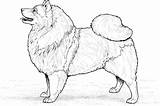 Coloring Chow Pages Dog Keeshond Printable Drawing Breed Drawings Gif sketch template