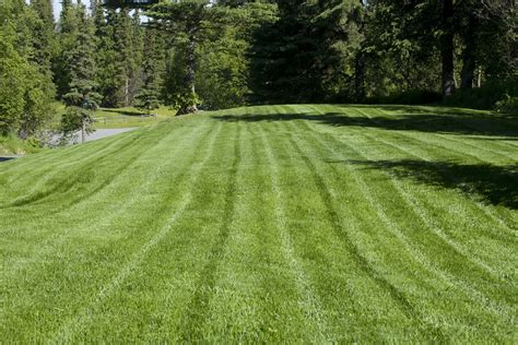 property green lawn care tips  luscious lawns kelly
