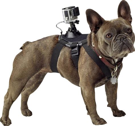 gopro fetch dog harness stable sturdy dog mount  multiple