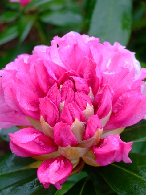 File Pink Flower Dew  Wikipedia