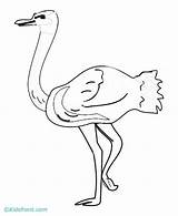 Ostrich Coloring Library Clipart sketch template