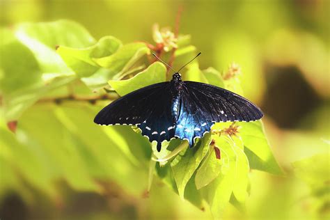 blue swallowtail photograph  saija lehtonen fine art america