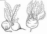 Coloring Kohlrabi Vegetables Plants Colorator Beet Pages Rhubarb Squash sketch template
