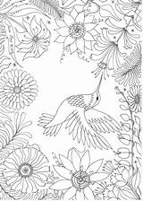Hummingbird Colouring Sheet Jane Ray Clare Jenne Designed Built Activities sketch template